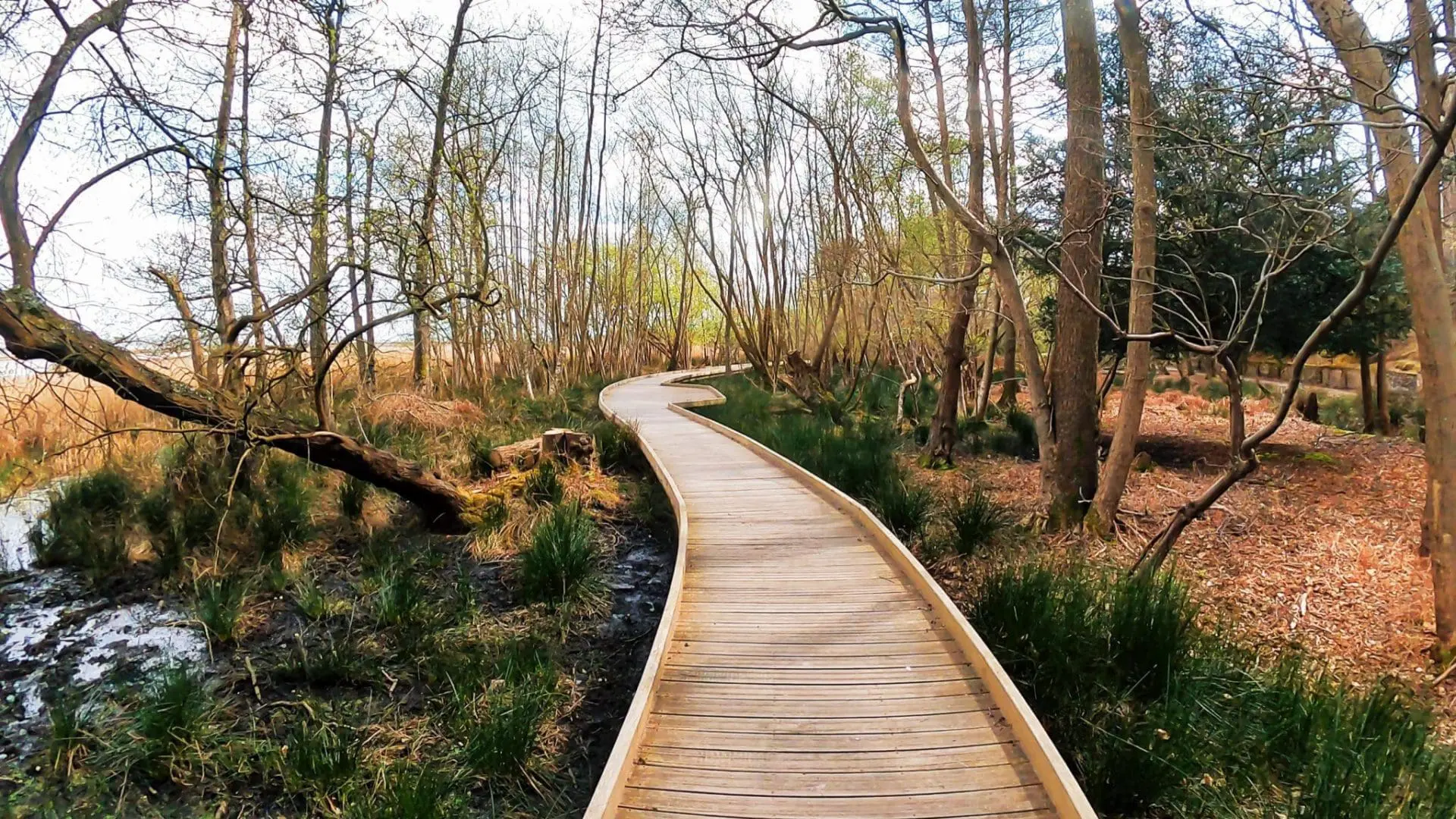 A gentle stroll around Brownsea Island