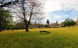 Brownsea Island Thumb