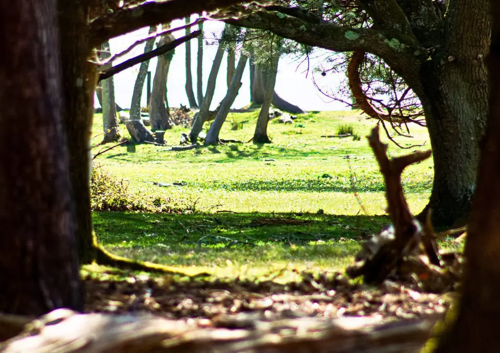 A view through the trees on Brownsea Island