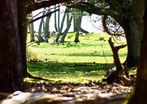 Brownsea Island Thumb