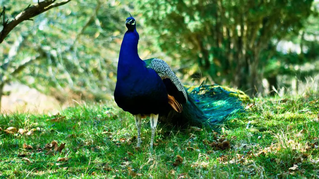 Beautiful peacocks stroll amongst visitors to the island