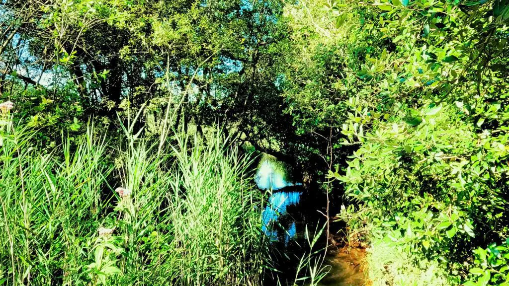 Luscombe Valley Nature Reserve - an oasis of nature in the heart of Sandbanks