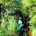 Luscombe Valley Nature Reserve - an oasis of nature in the heart of Sandbanks