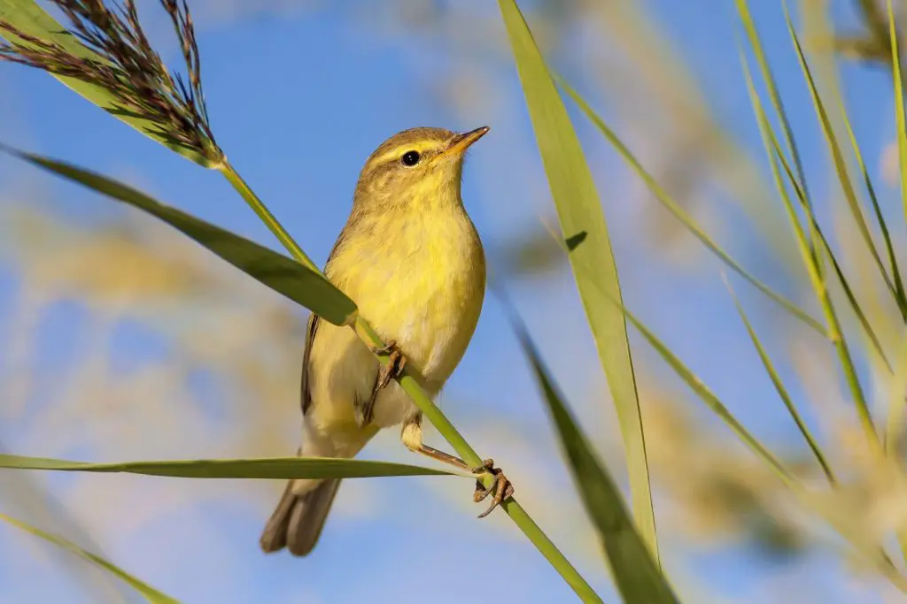 Willow Warbler - Luscombe Valley Sandbanks