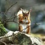 Red Squirrel of Brownsea Island