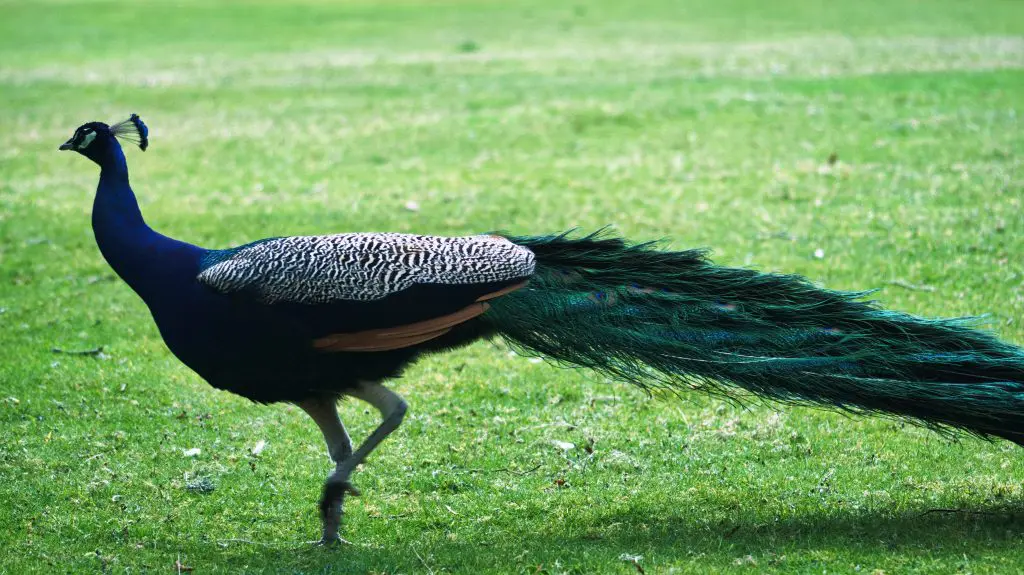 Peacock prancing on Brownsea Island