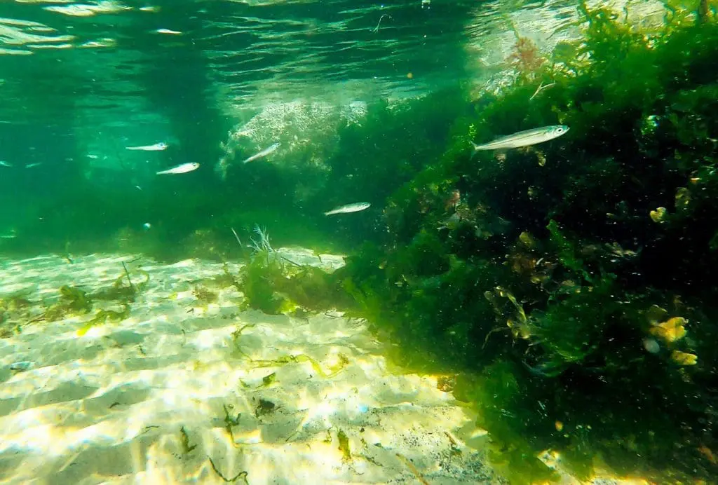Beauty beneath the waves at Haven Point