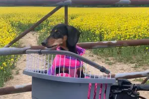 Guided E-Bike Day Trips Thumb