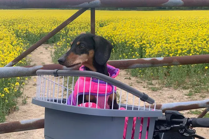 Guided E-Bike Day Trips