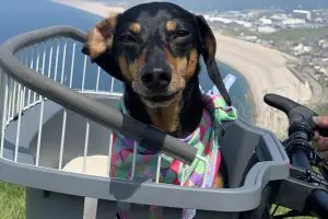 E-Bike Half-Day Trip to Harrys Rock or Corfé Castle Thumb