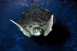 SEA LIFE Adventure Park Thumb