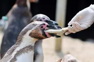 SEA LIFE Adventure Park Thumb