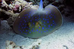 SEA LIFE Adventure Park Thumb