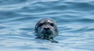 Paddleboarding Lesson Thumb