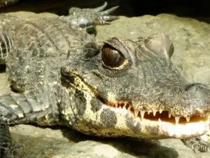 The Oceanarium Thumb