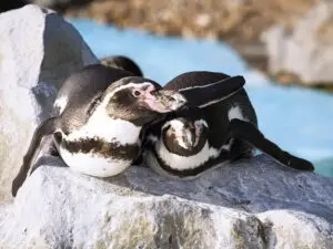 The Oceanarium Thumb