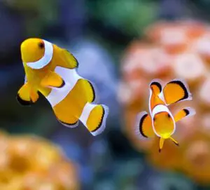 The Oceanarium Thumb