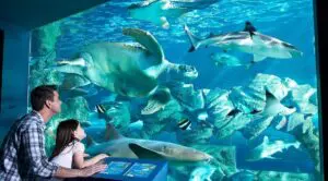 The Oceanarium Thumb