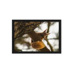 Brownsea Island Red Squirrel – Woodland Acrobat Framed Canvas thumbnail