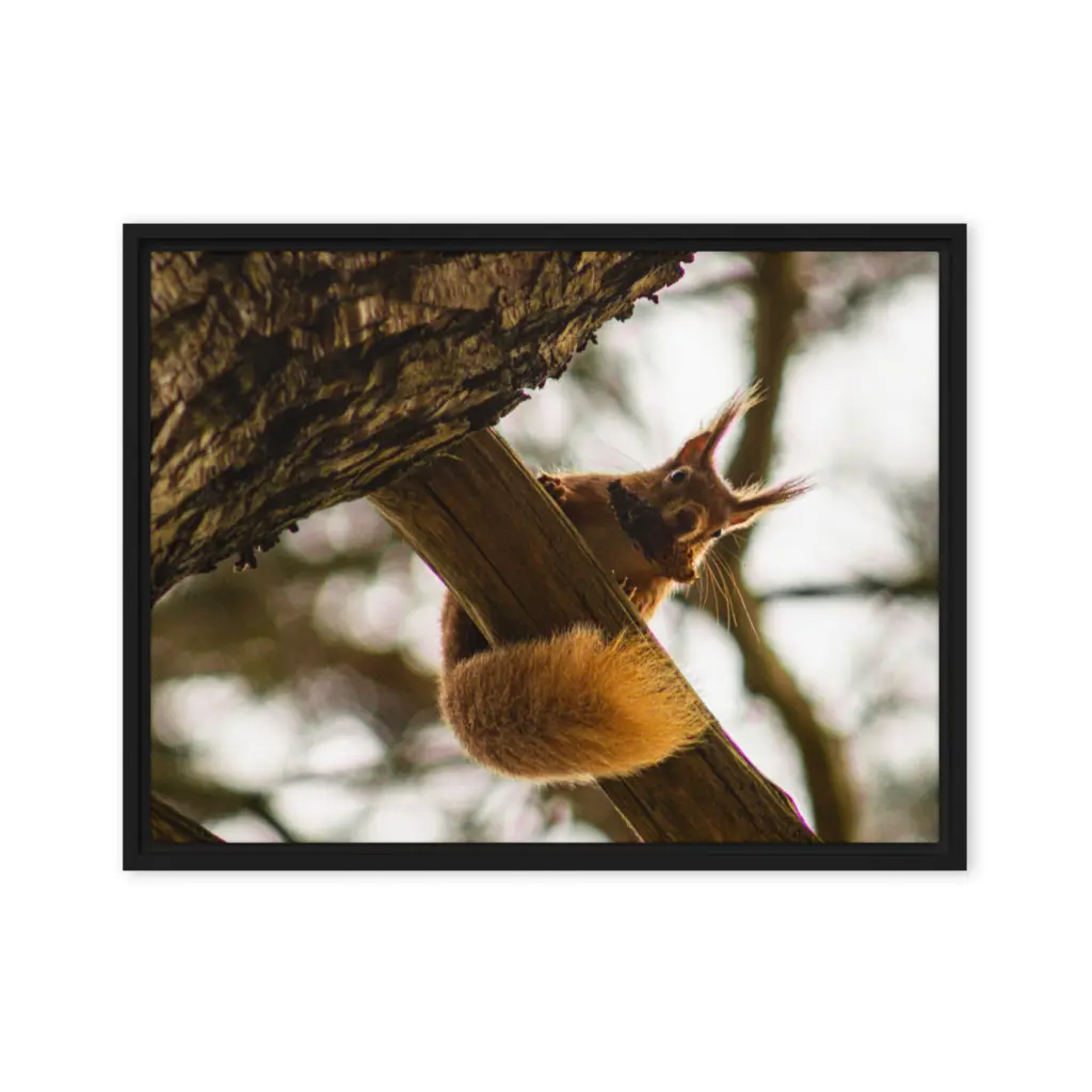 Brownsea Island Red Squirrel – Woodland Acrobat Framed Canvas