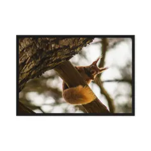 Brownsea Island Red Squirrel – Woodland Acrobat Framed Canvas thumbnail