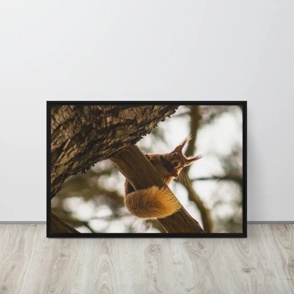 Brownsea Island Red Squirrel – Woodland Acrobat Framed Canvas