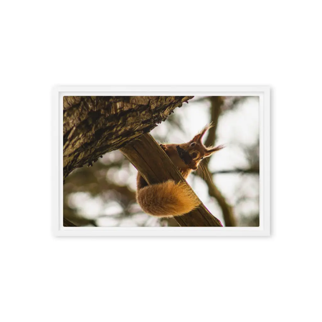 Brownsea Island Red Squirrel – Woodland Acrobat Framed Canvas