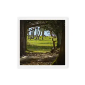 Brownsea Woodland Window – Square Framed Canvas Wall Art thumbnail