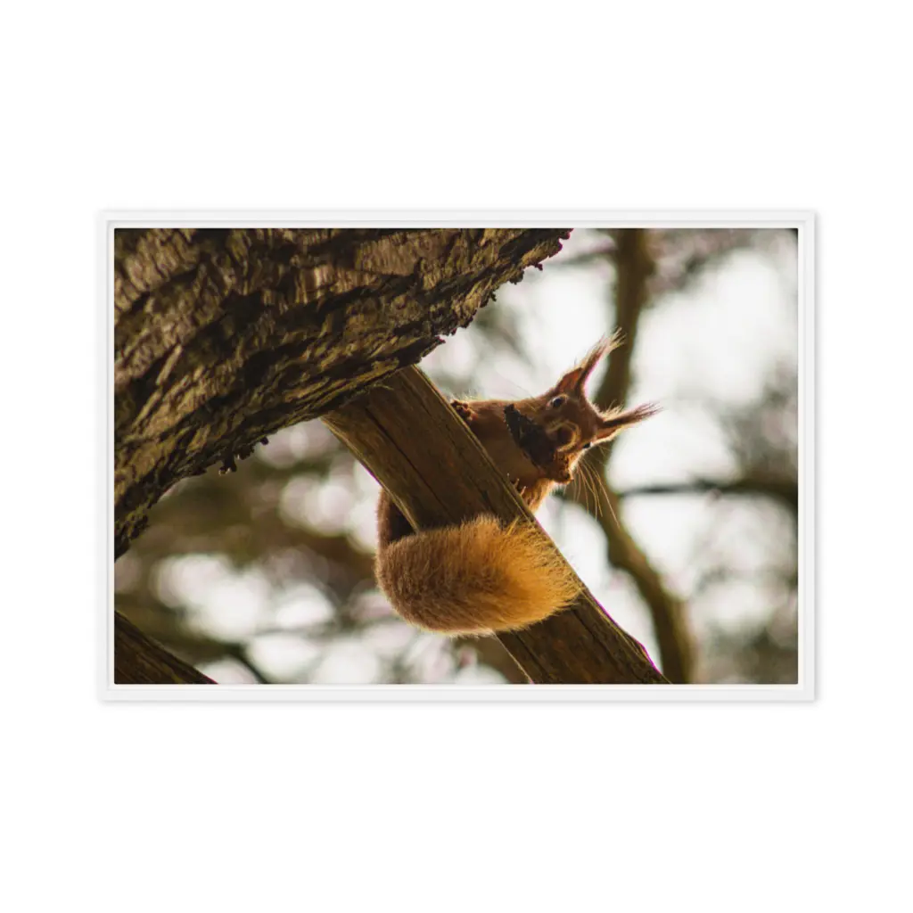 Brownsea Island Red Squirrel – Woodland Acrobat Framed Canvas