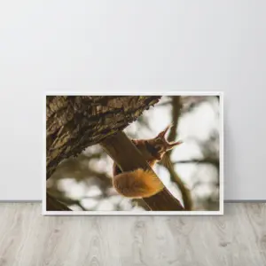 Brownsea Island Red Squirrel – Woodland Acrobat Framed Canvas thumbnail