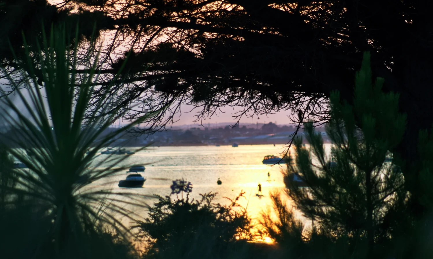 Sunset view through the trees