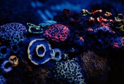 SEA LIFE Adventure Park Thumb