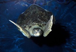 SEA LIFE Adventure Park Thumb