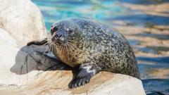 SEA LIFE Adventure Park Thumb
