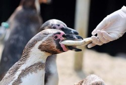 SEA LIFE Adventure Park Thumb