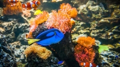 SEA LIFE Adventure Park Thumb
