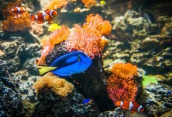 SEA LIFE Adventure Park Thumb