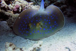 SEA LIFE Adventure Park Thumb