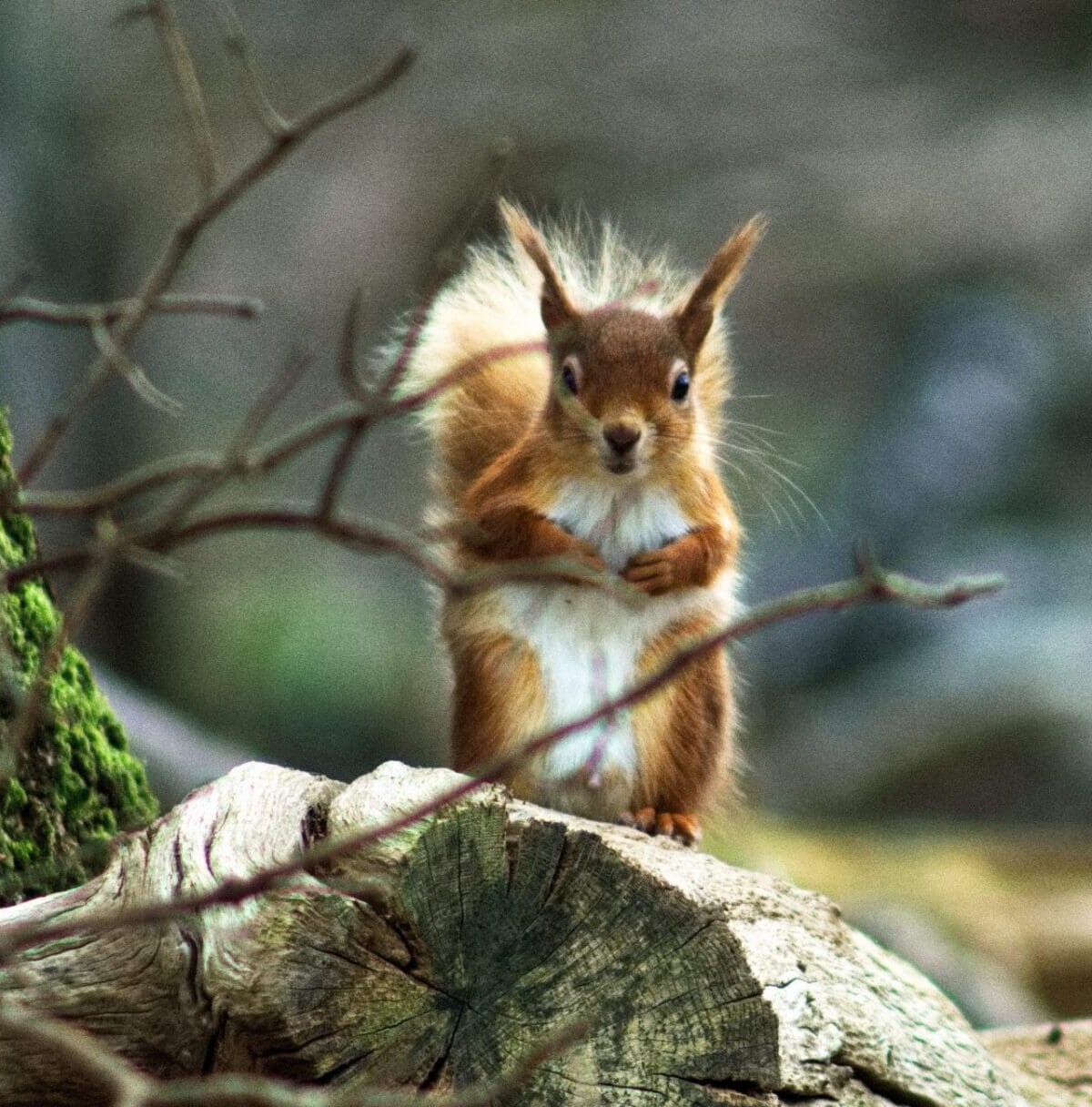 Red squirrel on Brownsea Island