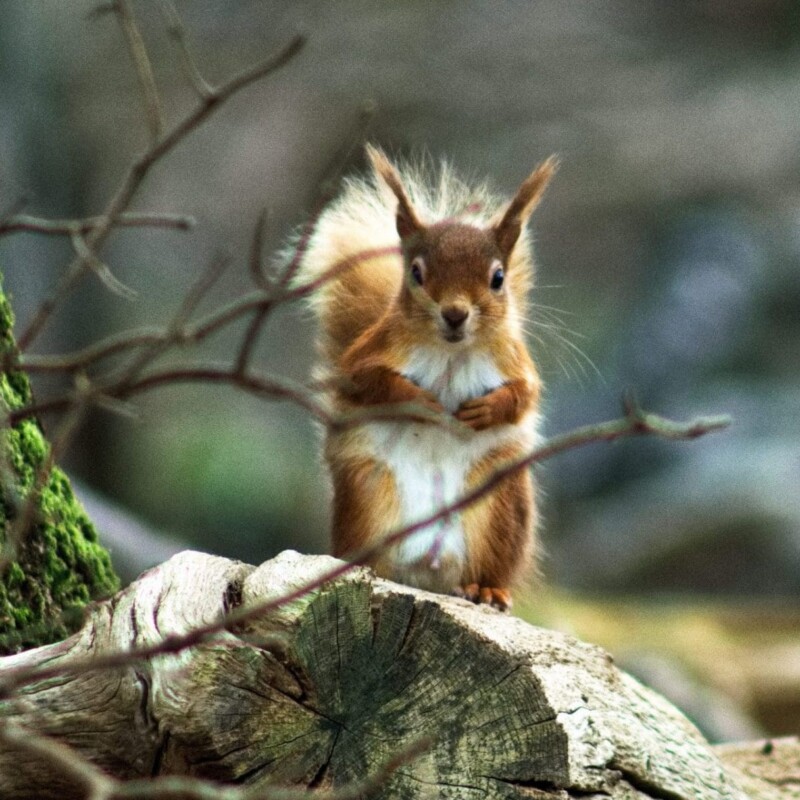 Red squirrel on Brownsea Island