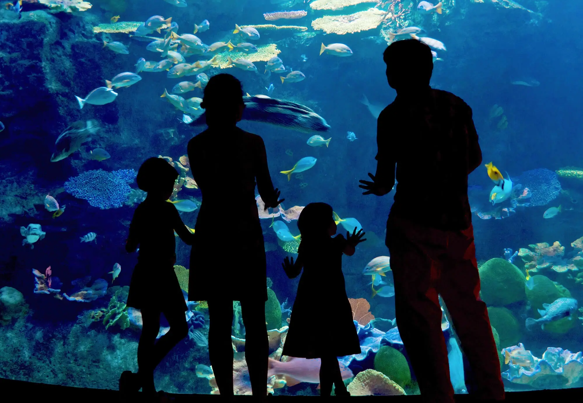 Oceanarium Aquarium
