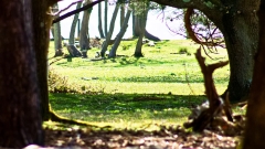 Brownsea Island Thumb