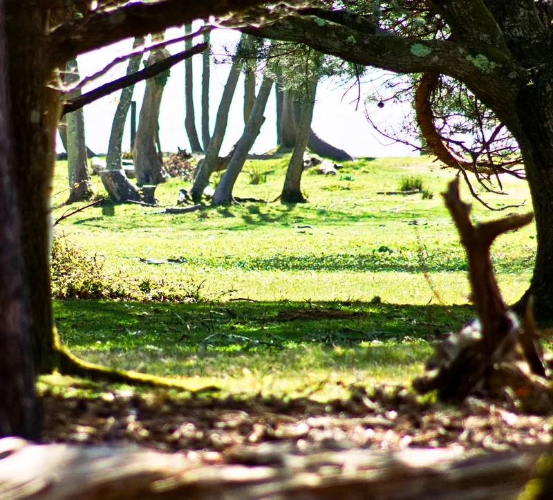 A view through the trees on Brownsea Island