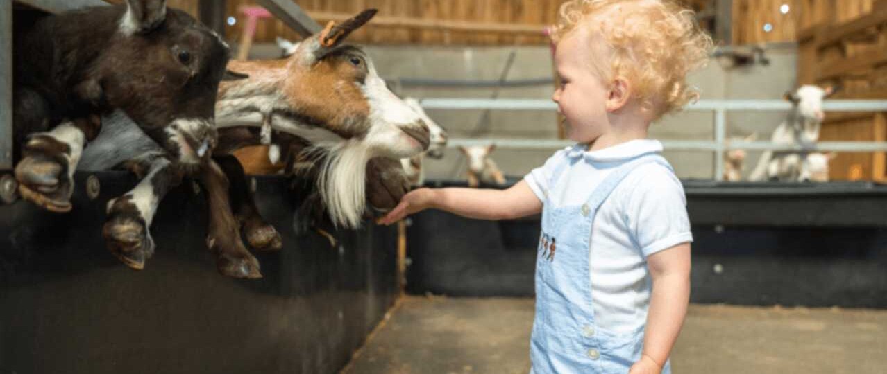 Farmer Palmer’s Farm Park