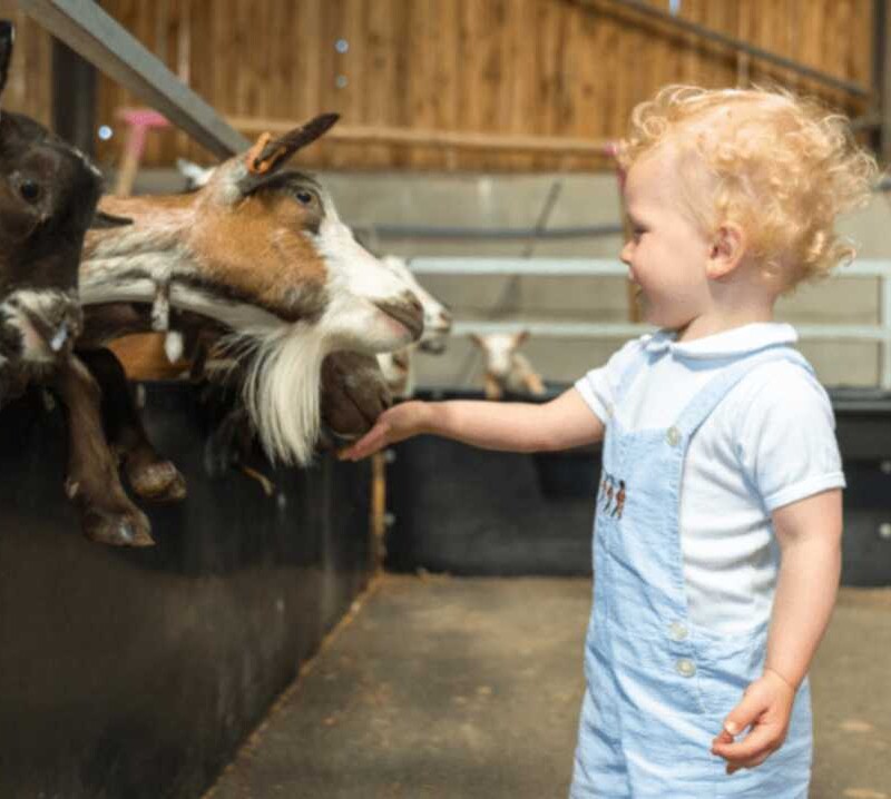 Farmer Palmer’s Farm Park