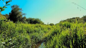 Luscombe Valley Nature Reserve Thumb