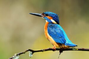 Luscombe Valley Nature Reserve Thumb