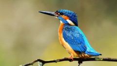 Luscombe Valley Nature Reserve Thumb