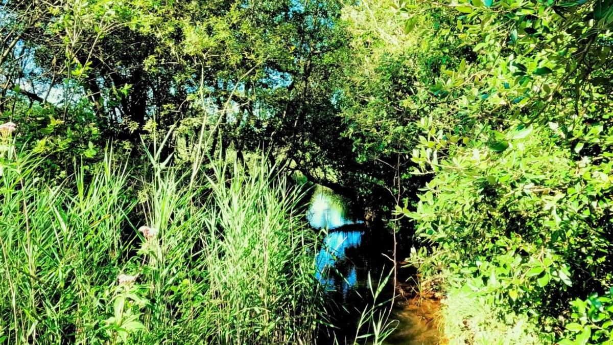 Luscombe Valley Nature Reserve