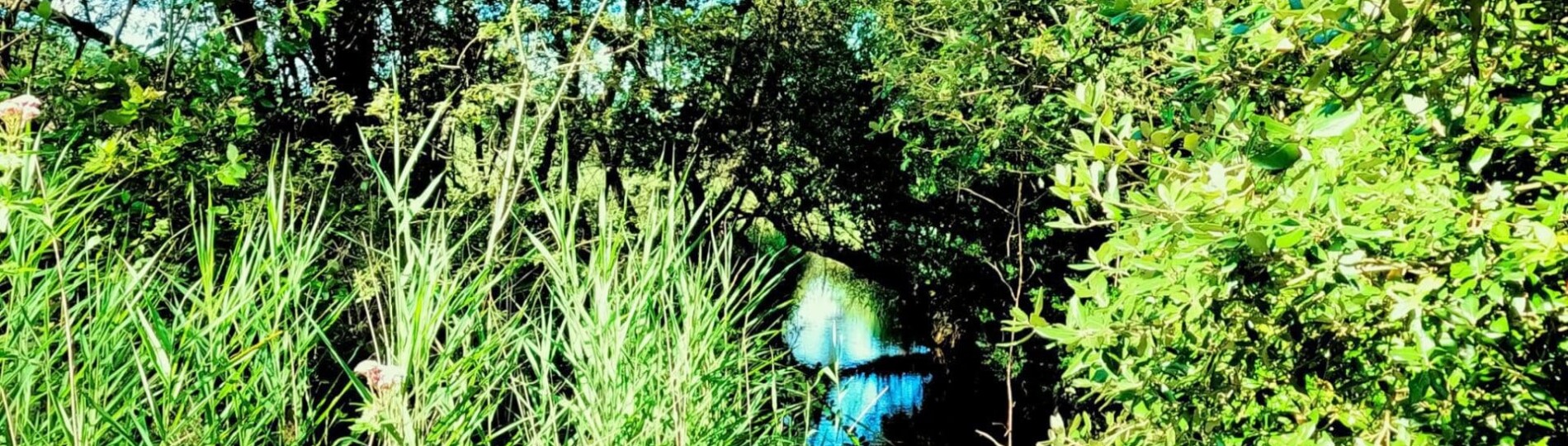 Luscombe Valley Stream